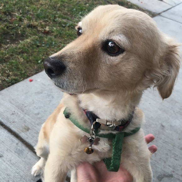HP 🎉2/20$ Crystal Pet Charm 💎 Tigers Eye Pet Charm Pet Collar Charm - Picture 6 of 7